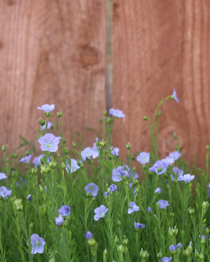 Molly's flax to linen educational series.