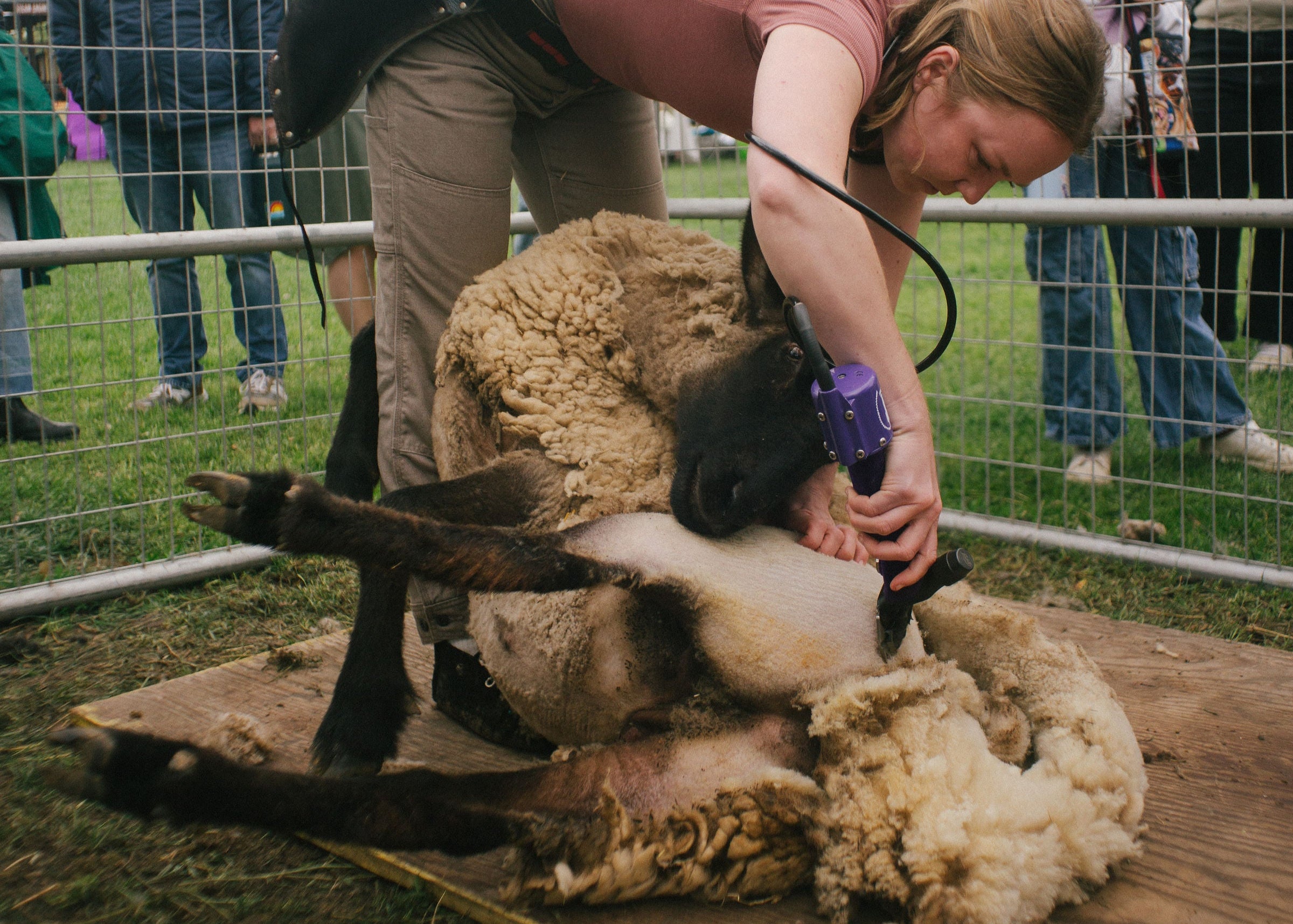 Person shearing a sheep on a wooden platform with spectators watching.